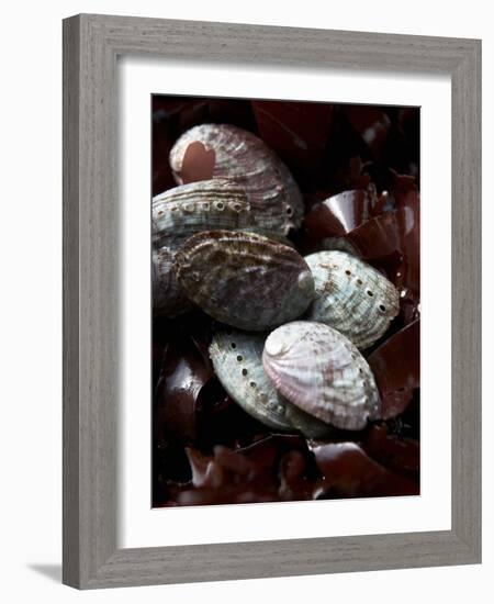 Abalone (Sea Snail) with Seaweed-Joerg Lehmann-Framed Photographic Print