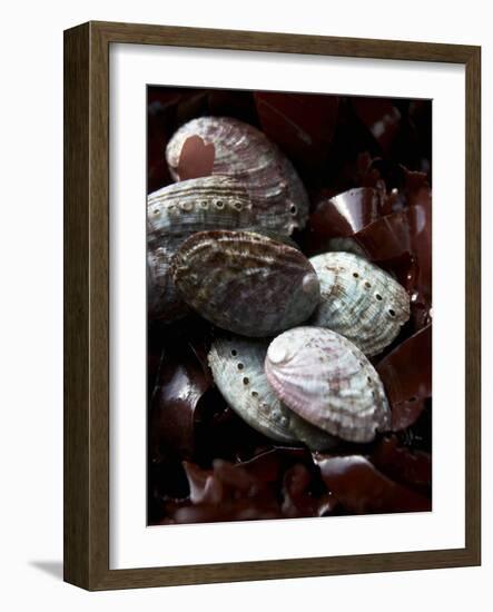 Abalone (Sea Snail) with Seaweed-Joerg Lehmann-Framed Photographic Print