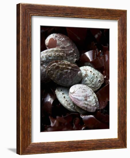 Abalone (Sea Snail) with Seaweed-Joerg Lehmann-Framed Photographic Print