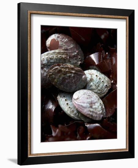 Abalone (Sea Snail) with Seaweed-Joerg Lehmann-Framed Photographic Print