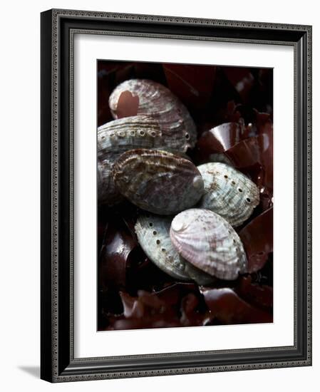 Abalone (Sea Snail) with Seaweed-Joerg Lehmann-Framed Photographic Print