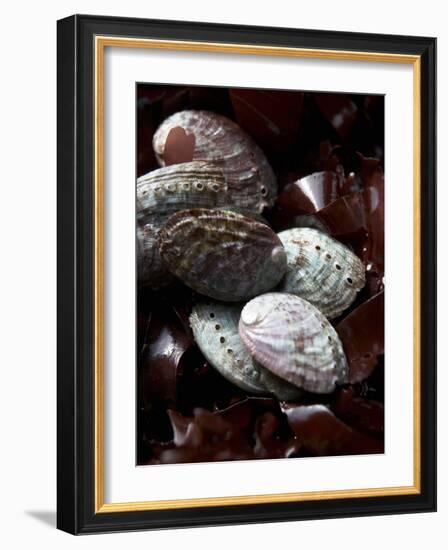 Abalone (Sea Snail) with Seaweed-Joerg Lehmann-Framed Photographic Print