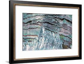 Abalone Shell-null-Framed Photographic Print