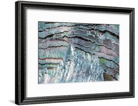 Abalone Shell-null-Framed Photographic Print