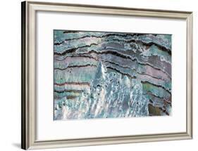 Abalone Shell-null-Framed Photographic Print