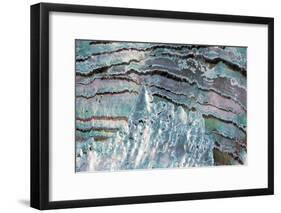 Abalone Shell-null-Framed Photographic Print