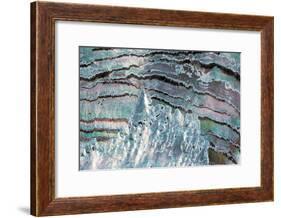 Abalone Shell-null-Framed Photographic Print
