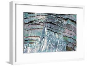 Abalone Shell-null-Framed Photographic Print