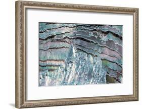Abalone Shell-null-Framed Photographic Print