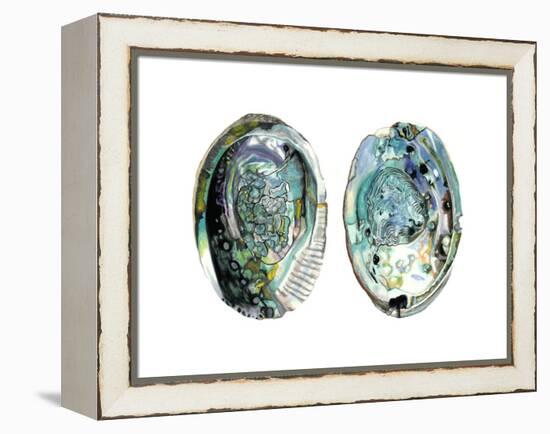 Abalone Shells I-Naomi McCavitt-Framed Stretched Canvas