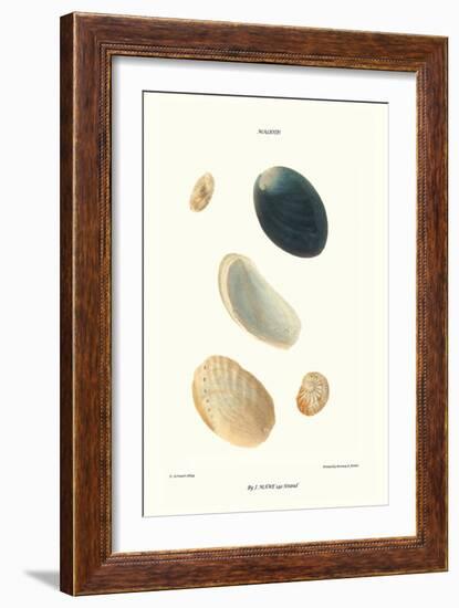 Abalone Shells-John Mawe-Framed Art Print