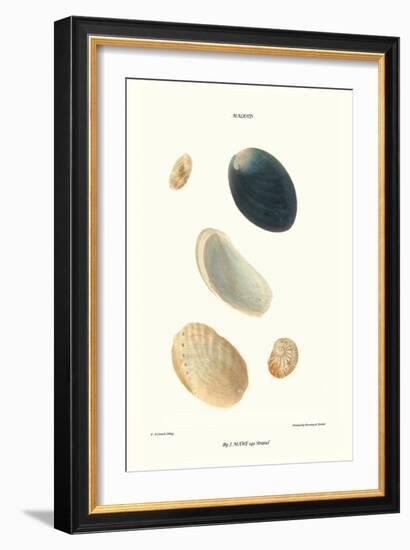 Abalone Shells-John Mawe-Framed Art Print