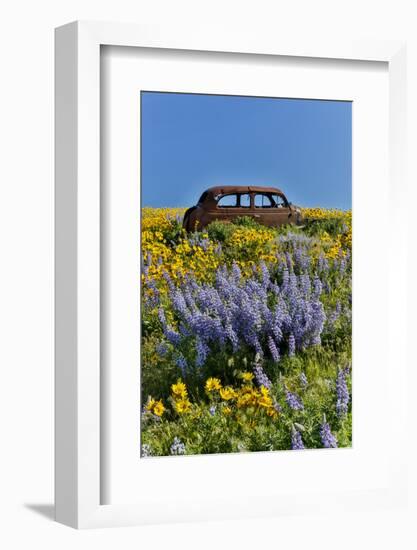 Abandoned car in springtime wildflowers, Dalles Mountain Ranch State Park, Washington State-Darrell Gulin-Framed Photographic Print