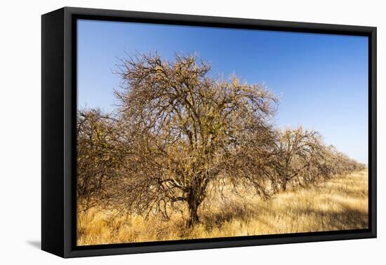 Abandoned dead and dying Orange trees, near Bakersfield, California, USA. October 2014-Ashley Cooper-Framed Premier Image Canvas