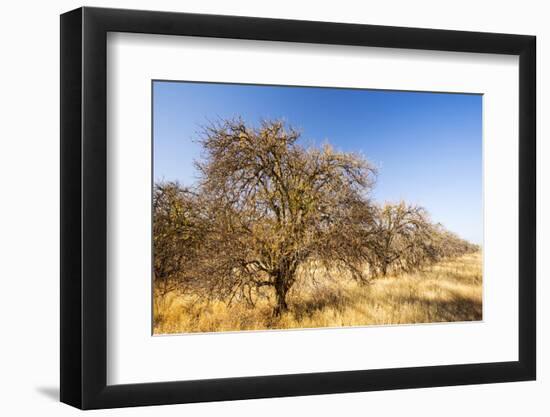 Abandoned dead and dying Orange trees, near Bakersfield, California, USA. October 2014-Ashley Cooper-Framed Photographic Print