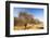 Abandoned dead and dying Orange trees, near Bakersfield, California, USA. October 2014-Ashley Cooper-Framed Photographic Print