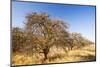 Abandoned dead and dying Orange trees, near Bakersfield, California, USA. October 2014-Ashley Cooper-Mounted Photographic Print