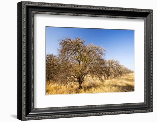 Abandoned dead and dying Orange trees, near Bakersfield, California, USA. October 2014-Ashley Cooper-Framed Photographic Print