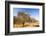 Abandoned dead and dying Orange trees, near Bakersfield, California, USA. October 2014-Ashley Cooper-Framed Photographic Print