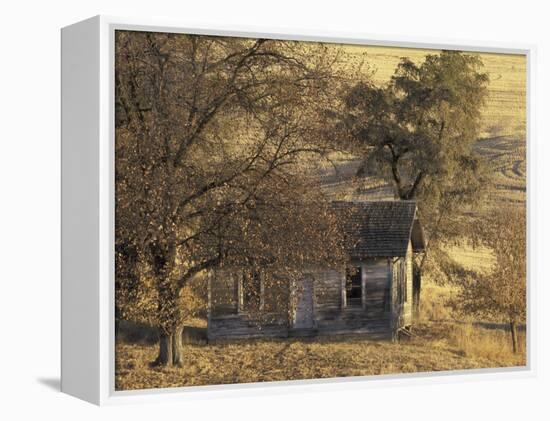 Abandoned Farm House in Wheat Field, Uniontown, Washington, USA-William Sutton-Framed Premier Image Canvas