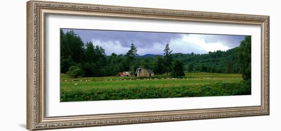 Abandoned Farmhouse with Sheep Glen Strathfarrar Highlands Scotland-null-Framed Photographic Print