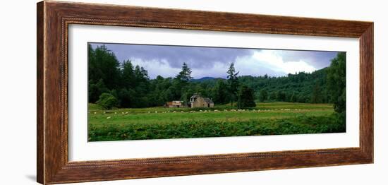 Abandoned Farmhouse with Sheep Glen Strathfarrar Highlands Scotland-null-Framed Photographic Print