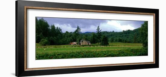 Abandoned Farmhouse with Sheep Glen Strathfarrar Highlands Scotland-null-Framed Photographic Print