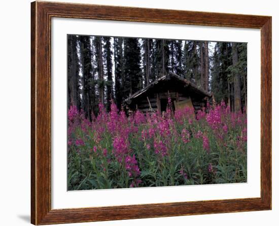 Abandoned Trappers Cabin Amid Fireweed, Yukon, Canada-Paul Souders-Framed Photographic Print