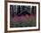 Abandoned Trappers Cabin Amid Fireweed, Yukon, Canada-Paul Souders-Framed Photographic Print