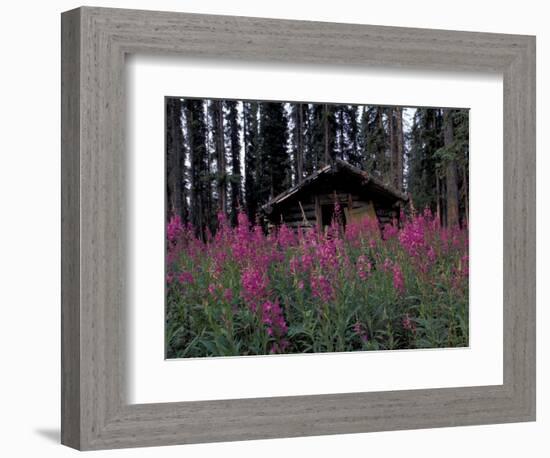 Abandoned Trappers Cabin Amid Fireweed, Yukon, Canada-Paul Souders-Framed Photographic Print