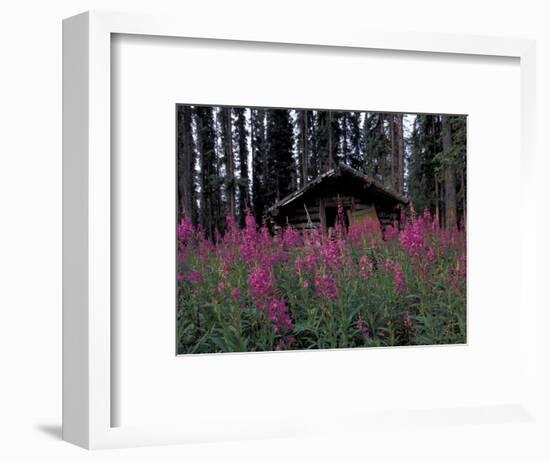 Abandoned Trappers Cabin Amid Fireweed, Yukon, Canada-Paul Souders-Framed Photographic Print