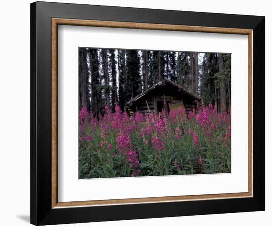 Abandoned Trappers Cabin Amid Fireweed, Yukon, Canada-Paul Souders-Framed Photographic Print