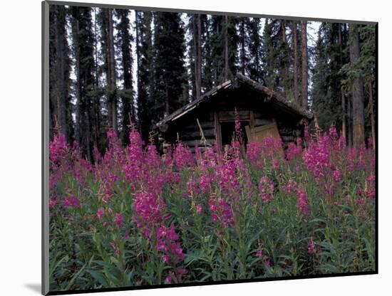 Abandoned Trappers Cabin Amid Fireweed, Yukon, Canada-Paul Souders-Mounted Photographic Print