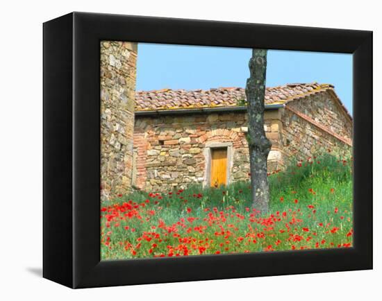 Abandoned Villa with Red Poppies, Tuscany, Italy-Julie Eggers-Framed Premier Image Canvas