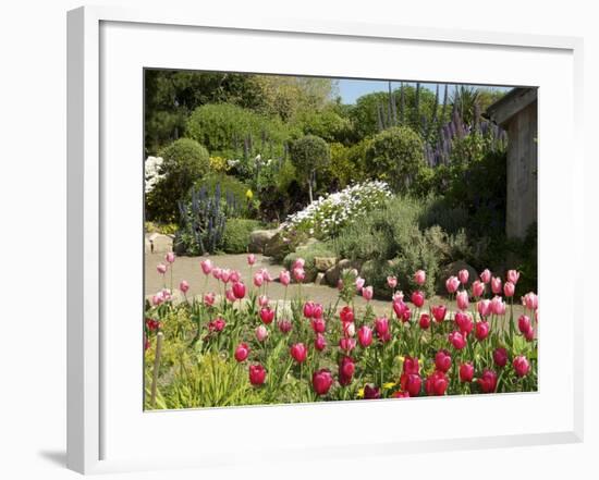 Abbey Gardens, Tresco, Isles of Scilly, United Kingdom, Europe-null-Framed Photographic Print