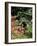 Abbey Gardens, Tresco, Isles of Scilly, United Kingdom-Adam Woolfitt-Framed Photographic Print