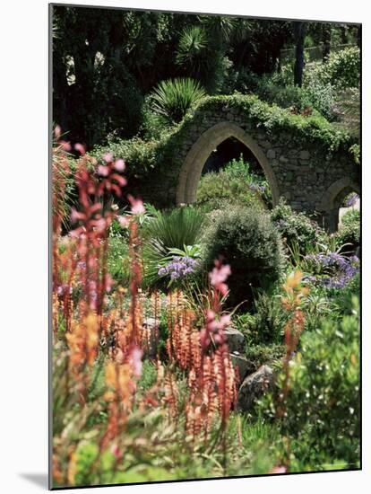 Abbey Gardens, Tresco, Isles of Scilly, United Kingdom-Adam Woolfitt-Mounted Photographic Print