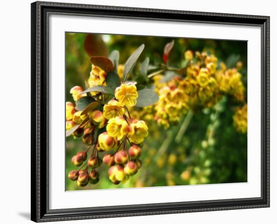 Abbott-Cristina Carra Caso-Framed Photographic Print