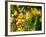 Abbott-Cristina Carra Caso-Framed Photographic Print