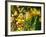 Abbott-Cristina Carra Caso-Framed Photographic Print