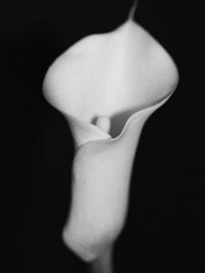Calla Lily Black And White Photography Artwork For Posters A White Lily Flower Centered In Black And Whiteabdul Kadir Audah