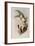 Abeille's Flutterer, Myiabeillia Typica-John Gould-Framed Giclee Print