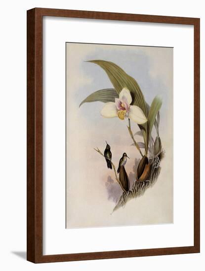 Abeille's Flutterer, Myiabeillia Typica-John Gould-Framed Giclee Print