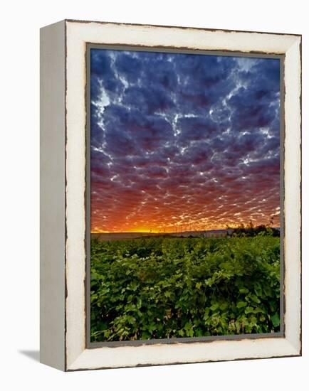 Abeja Winery at Dawn, Walla Walla, Washington, USA-Richard Duval-Framed Premier Image Canvas