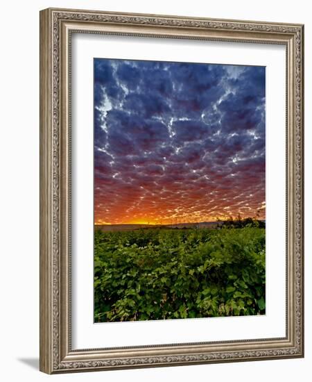 Abeja Winery at Dawn, Walla Walla, Washington, USA-Richard Duval-Framed Photographic Print