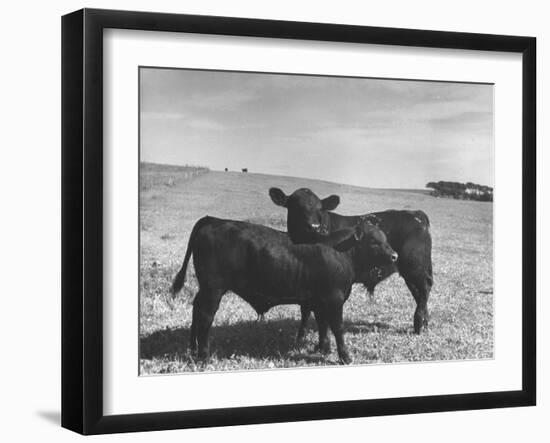 Aberdeen-Angus Bull Calves Standing in a Pasture-null-Framed Photographic Print