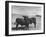 Aberdeen-Angus Bull Calves Standing in a Pasture-null-Framed Photographic Print