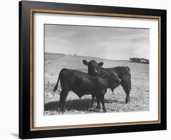 Aberdeen-Angus Bull Calves Standing in a Pasture-null-Framed Photographic Print