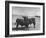 Aberdeen-Angus Bull Calves Standing in a Pasture-null-Framed Photographic Print