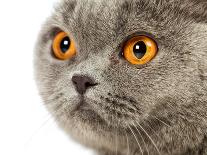 British Shorthair Cat-AberratioN-Photographic Print
